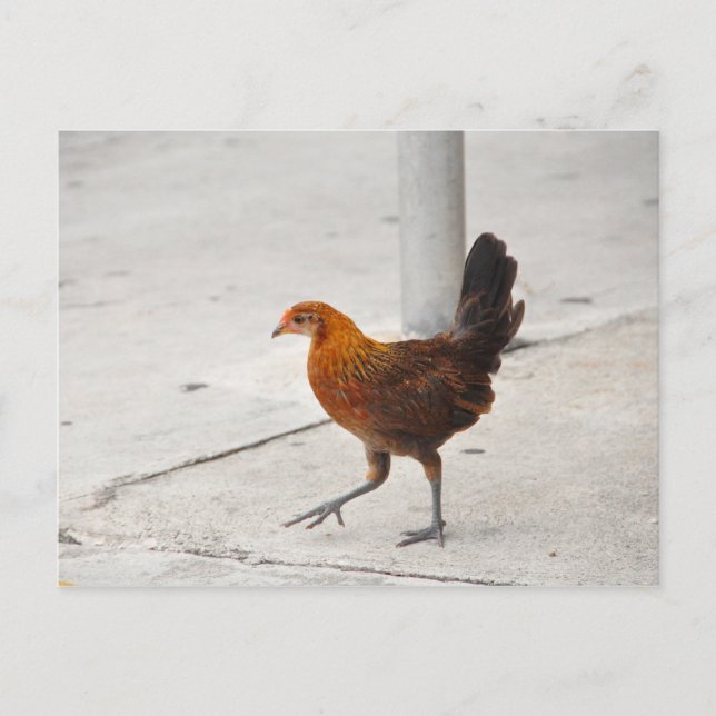 Key West Chicken No Cartão Postal Sidewalk Florida (Frente)