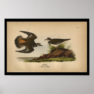 Killdeer 1890 do impressão do pássaro