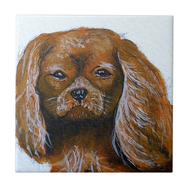 King Charles Cavalier Spaniel vermelho (Frente)