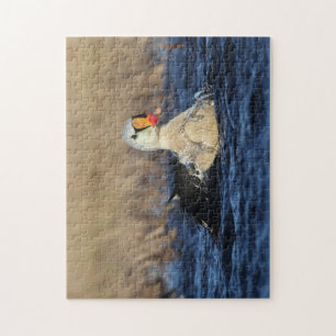 King Eider Bird Quebra-cabeça