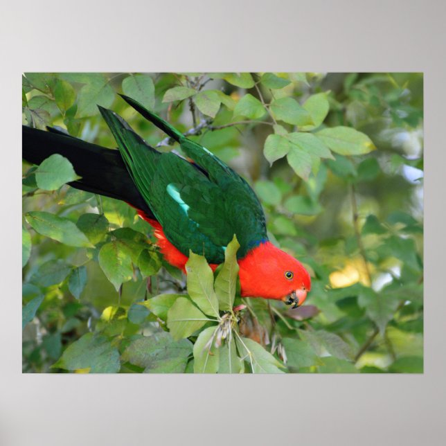 King Parrot Poster (Frente)