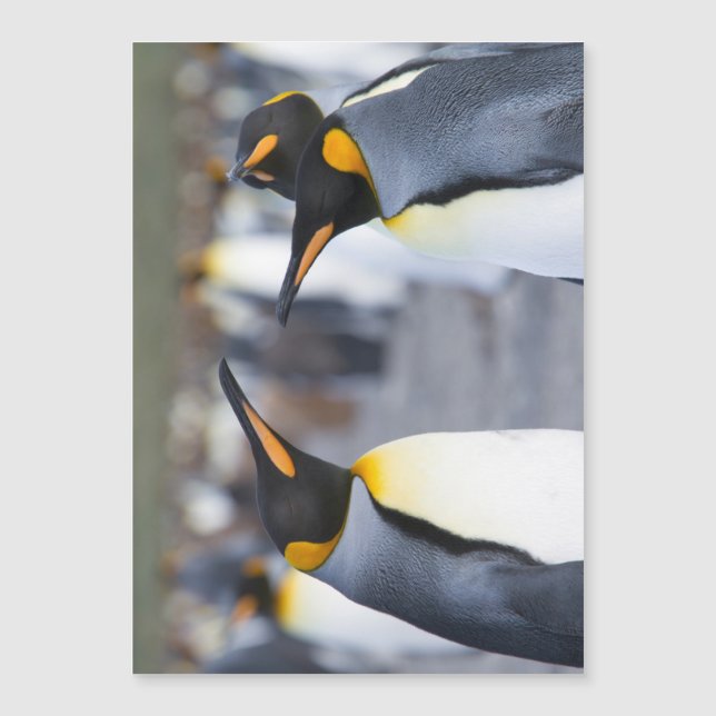 King Penguins (Frente)