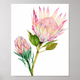 King Protea Flowers Watercolor Art Impressão