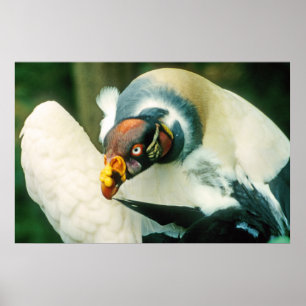 King Vulture Poster