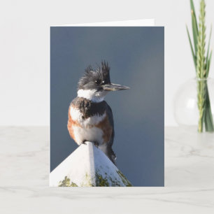 Kingfisher - Cartão de Arte Quadro