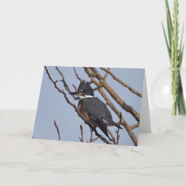 Kingfisher - Cartão de Arte Quadro (Frente)