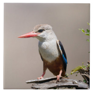Kingfisher De Cabeça De cinza