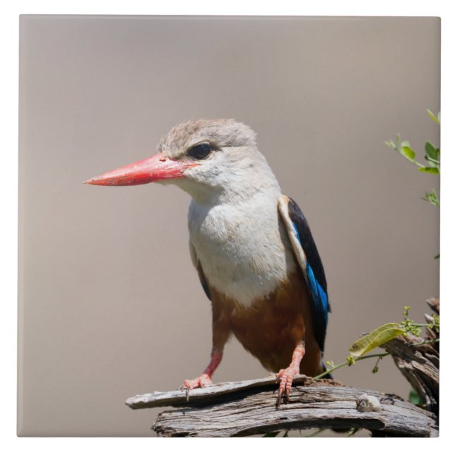 Kingfisher De Cabeça De cinza (Frente)