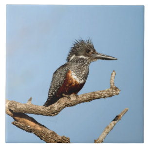 Kingfisher gigante