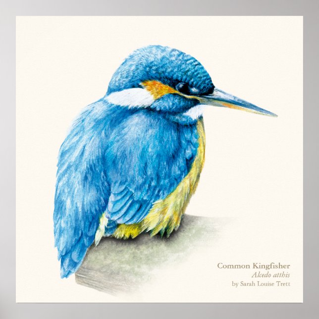 Kingfisher Ornithological belart poster (Frente)