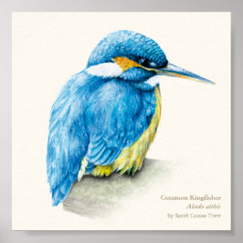 Kingfisher Ornithology fine art impressão