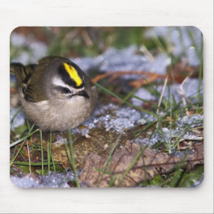 Kinglet Ouro-coroado Mousepad