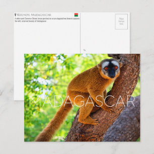 Kirindy, cartão postal de viagem de Madagascar