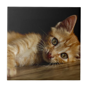 Kitten