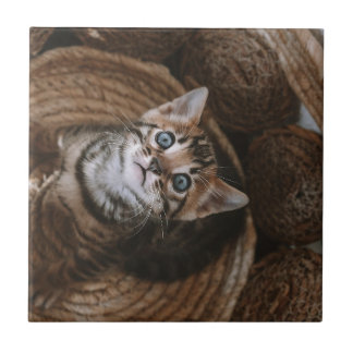 Kitten