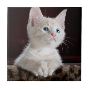 Kitten Branco Vulnerável