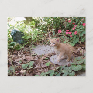 Kitten Dax explora o cartão postal