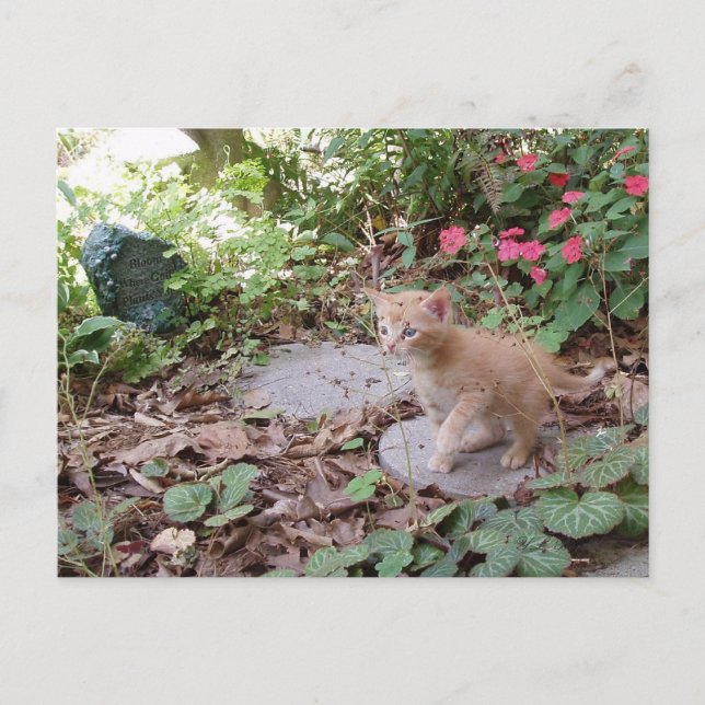 Kitten Dax explora o cartão postal (Frente)