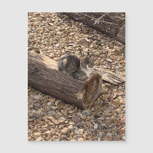 Kitten em um Log (Frente)