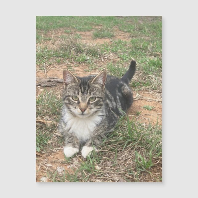 Kitten na Grass (Frente)