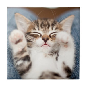 Kitten No Meu Lap