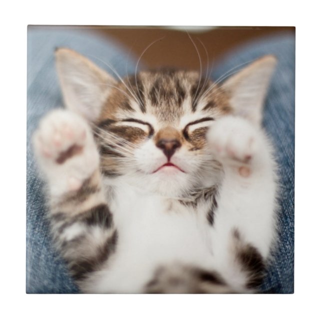 Kitten No Meu Lap (Frente)