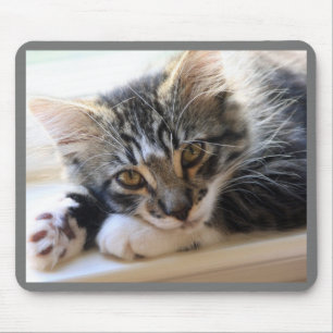 Kitten no mouse pad do Windows