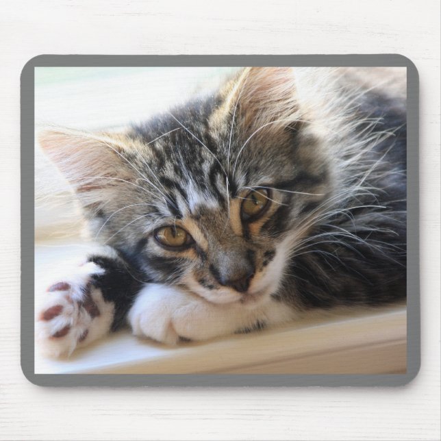 Kitten no mouse pad do Windows (Frente)