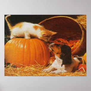 Kitten, Pumpkin e Impressão de Puppy