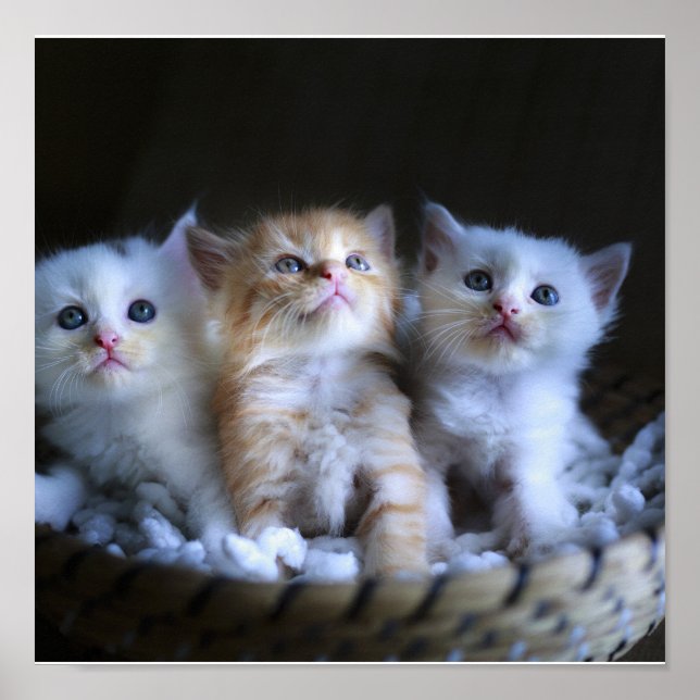 Kittens, Papel Poster de Valor (Matte) (Frente)