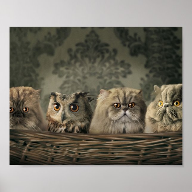 Kittens Poster (Frente)