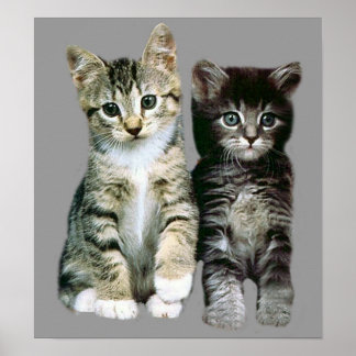 Kittens Poster