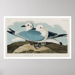 Kittiwake Gull by Audubon Poster