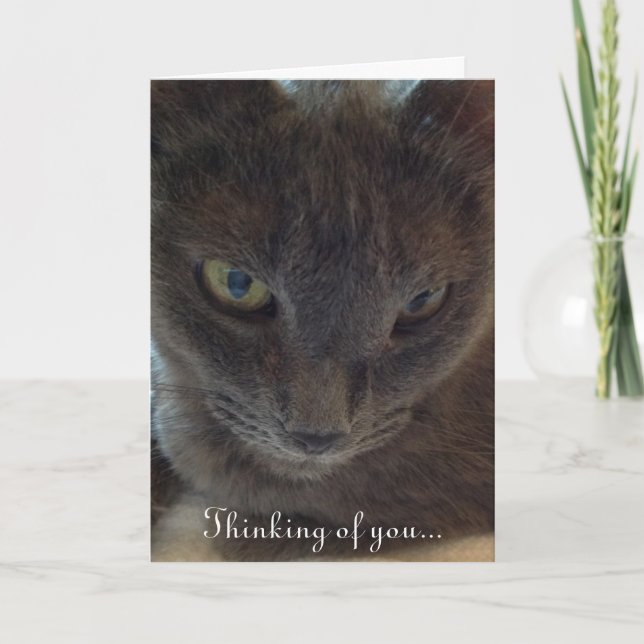 Kitty Cat Tem Um Cartão Bem Saudável (Frente)