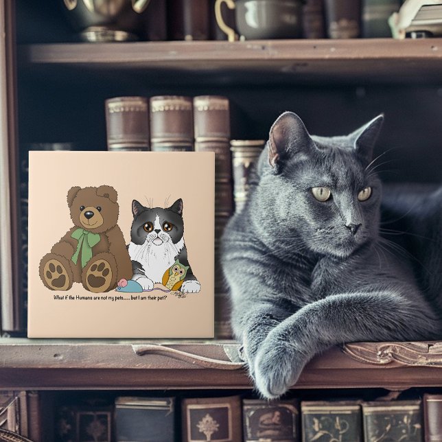 Kitty Not Pet (Criador carregado)