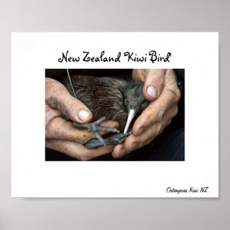 Kiwi Bird na poster