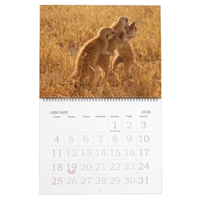 KMP Meerkats - calendário 2009 (Jan 2026)