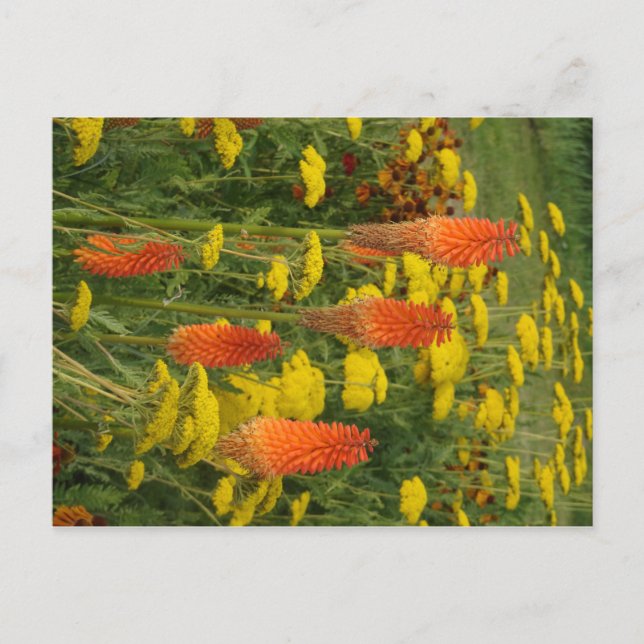 Kniphofia Uvaria Orange Flower DIY Cartão postal (Frente)