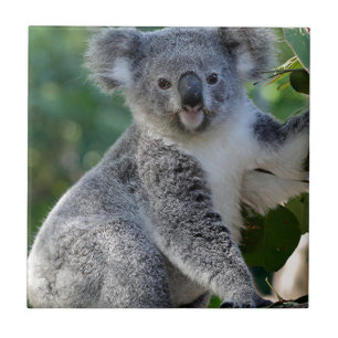 Koala australiano peluches bonito