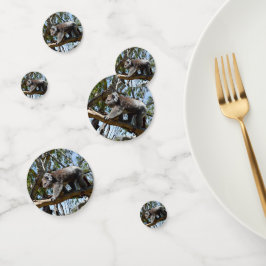 Koala Bear australiano,