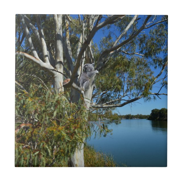 Koala Bear Dormindo Na Árvore De Goma. (Frente)