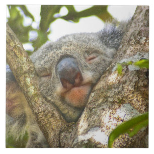 Koala Bear Napping