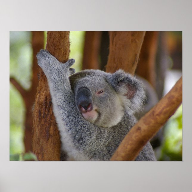 Koala Bear Poster (Frente)