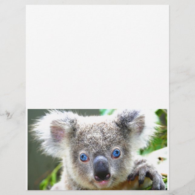 Koala Bears (Frente)