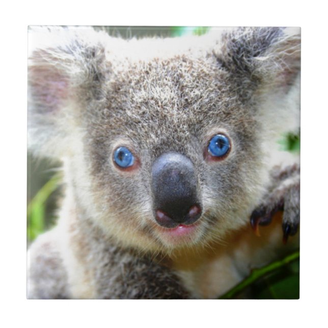 Koala Bears (Frente)