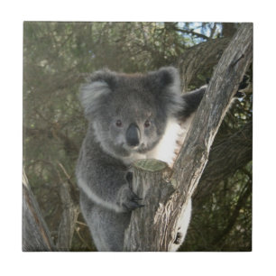 Koala bonito que escala uma árvore
