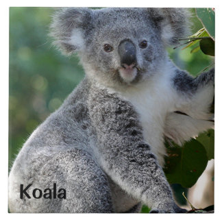Koala: coala australiana fofinho bonito