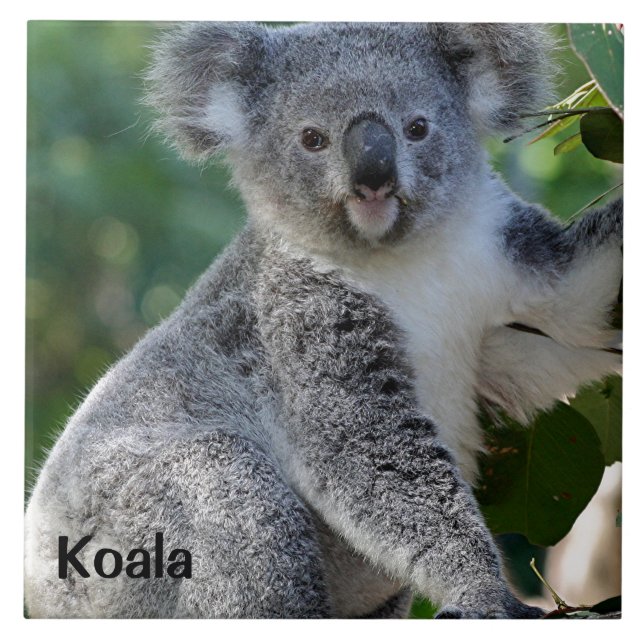Koala: coala australiana fofinho bonito (Frente)