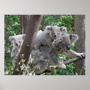 Koala do poster e foto Austrália de dois bebês