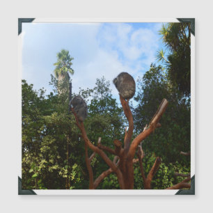 Koala Dorme Em Árvores,
